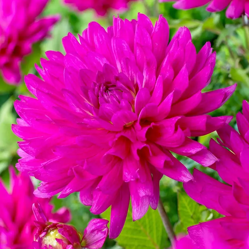 All Seasons Dahlia – Reliable Reblooming Decorative Dahlia For Extended Color 1