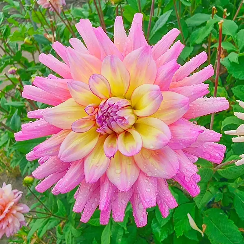 Bahama Mama Dahlia – Vibrant Coral-Red Dinnerplate Variety 1