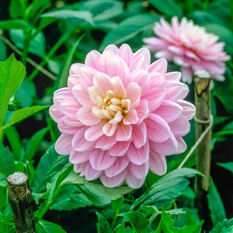 Bracken Ballerina Dahlia – Delicate Pink-And-White Collarette Dahlia 1