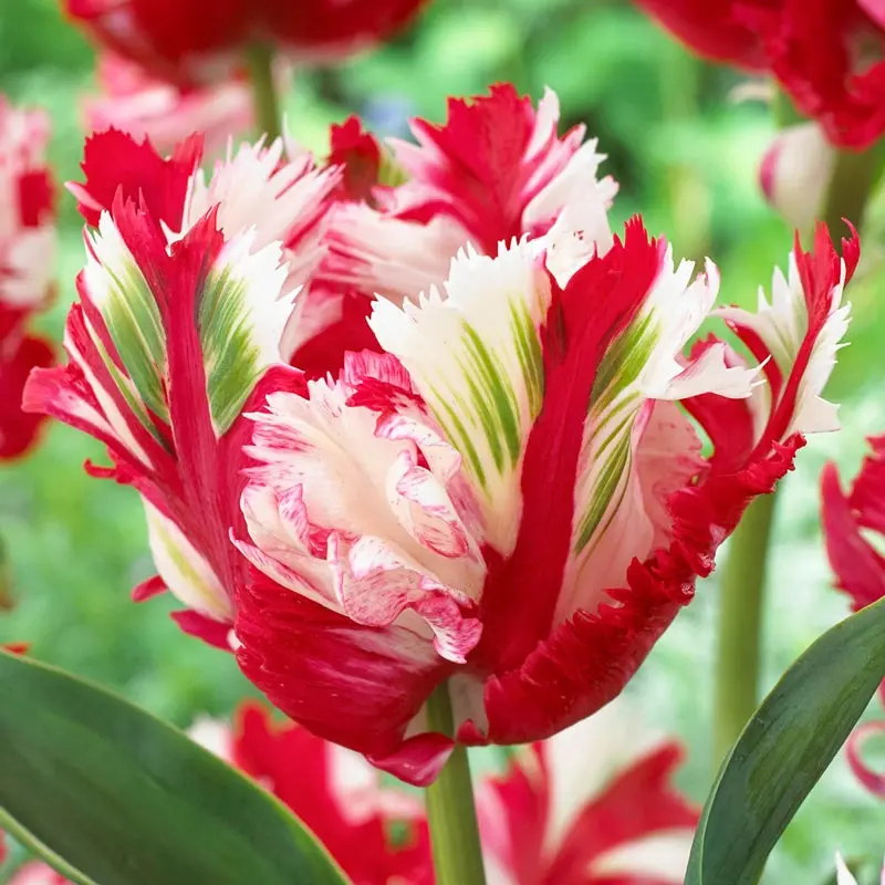 Estella Rijnveld Tulip Variety 1