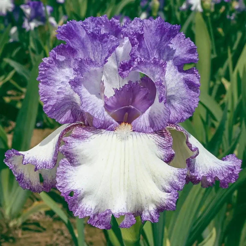Girly Girl Reblooming Iris Bulbs 1