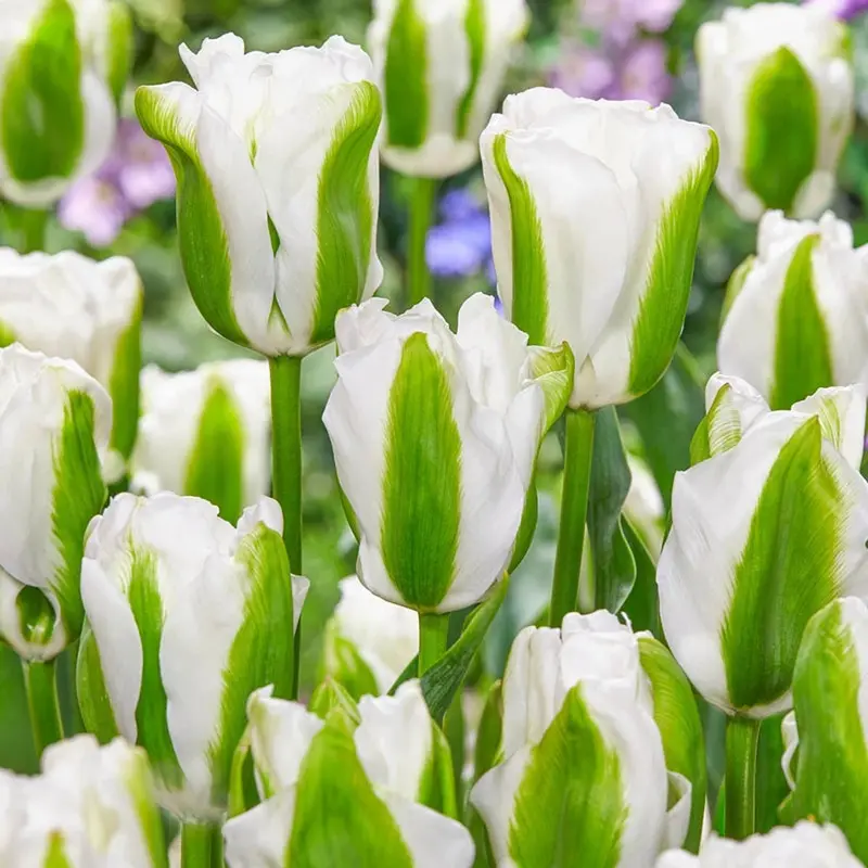 Green Light Tulip – Pale Green Single-Flowered Bulb 1