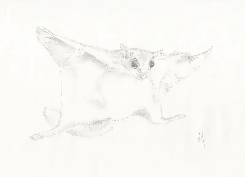 Hand-Drawn Squirrel Character Sketch 1