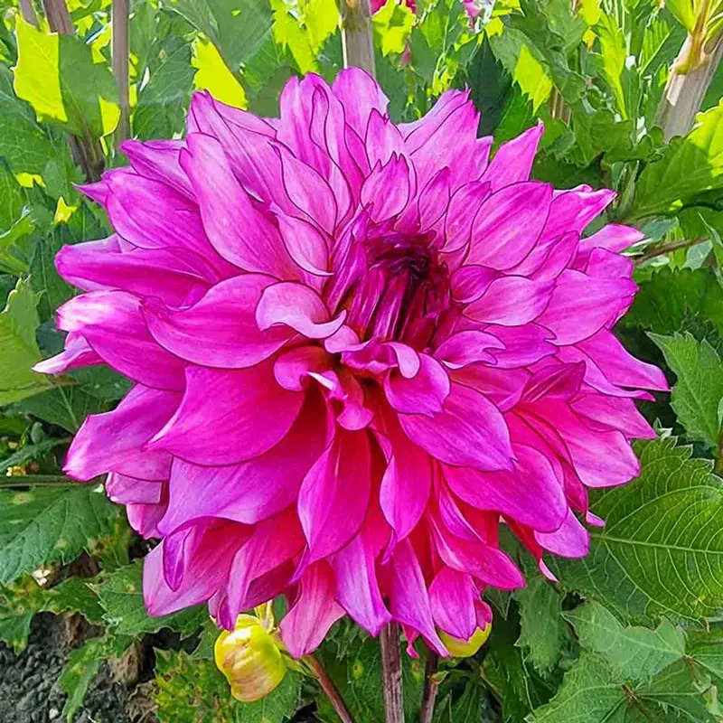 Lizz Baaij Garden Dahlia 1