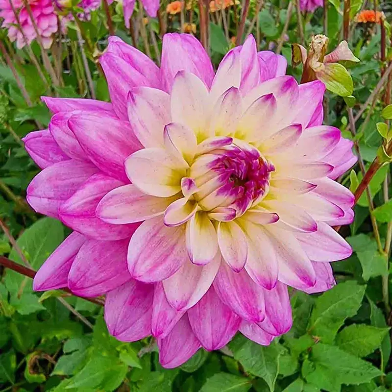 Luka Johanna Premium Dahlia 1