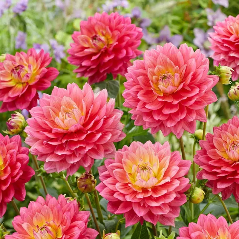 Magenta Festival Dahlia – Rich, Velvety Magenta Blooms 1