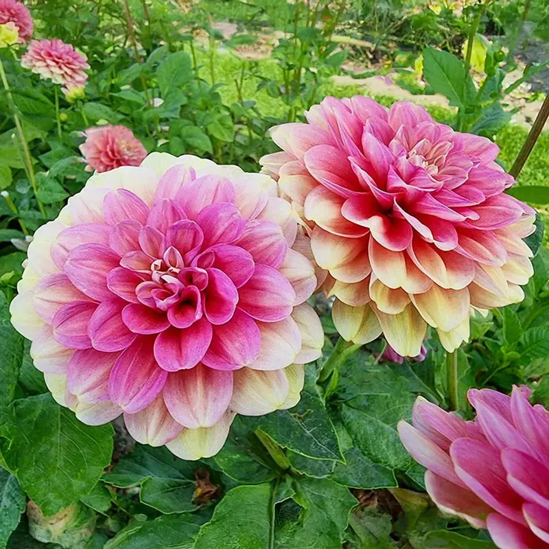 Milena Fleur Ruffled Dahlia 1