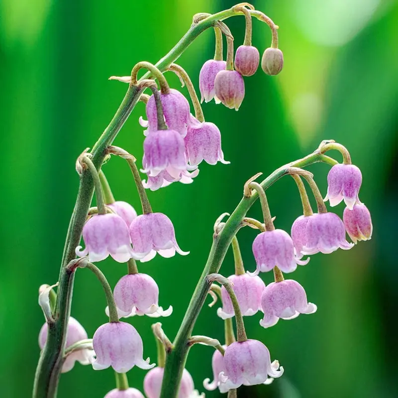 Pink Lily-Of-The-Valley Ground Cover 1