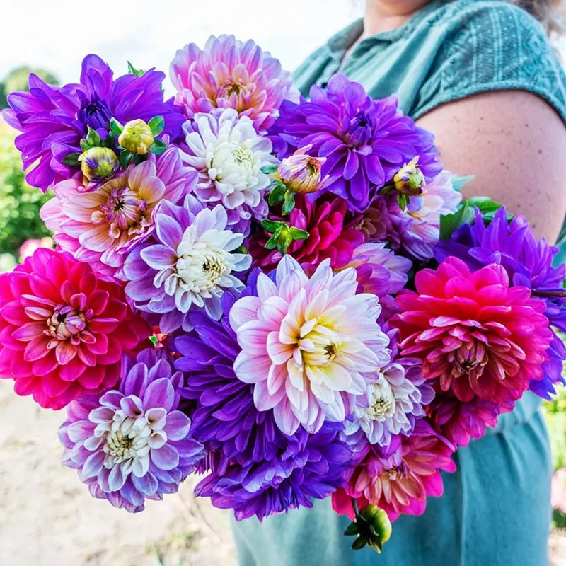Pure Passion Dahlia Mixture Pack 1