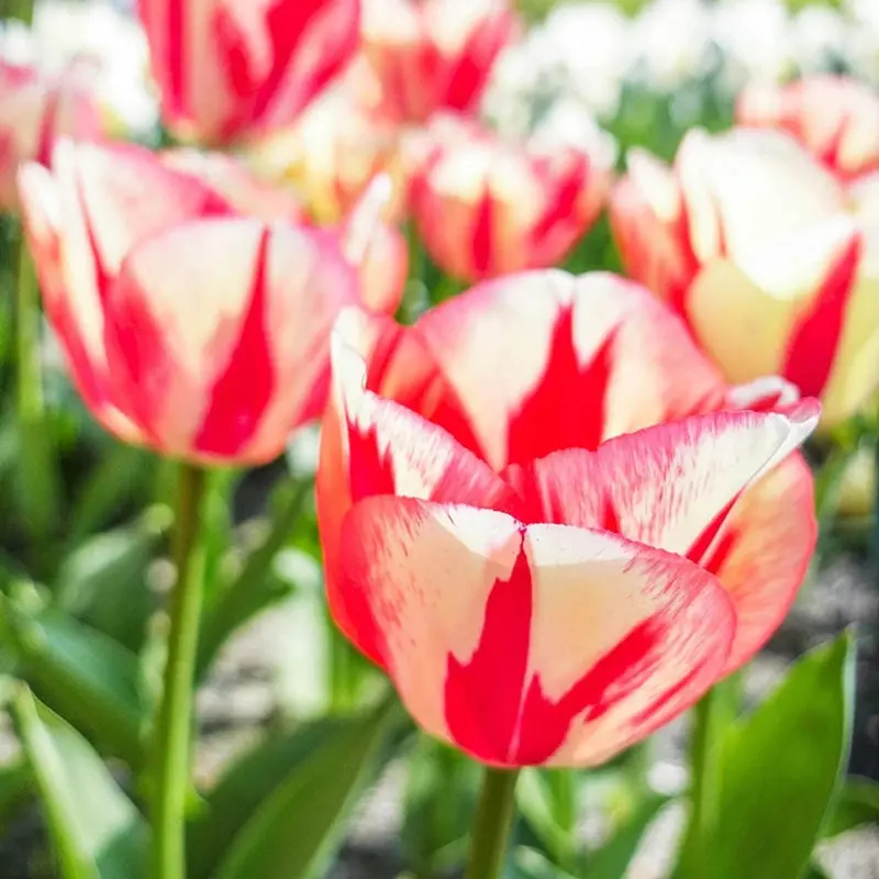 'Spryng Break' Tulip Bulbs 1